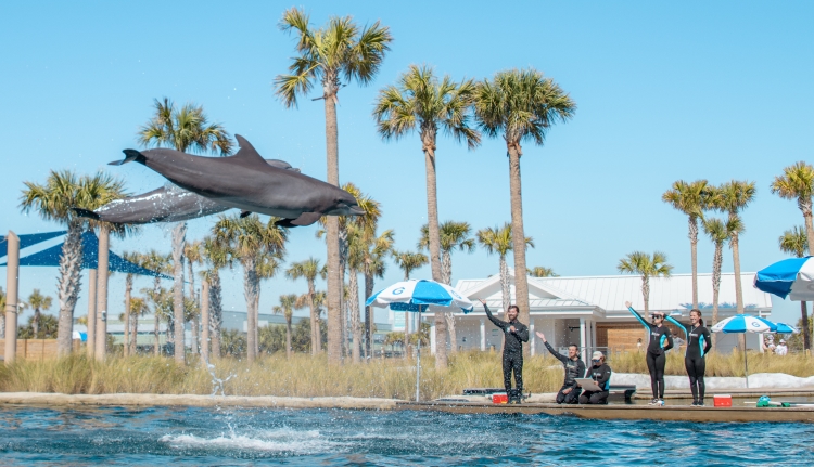 Experience the Magic of Dolphin Oasis: Gulfarium’s Newest Attraction