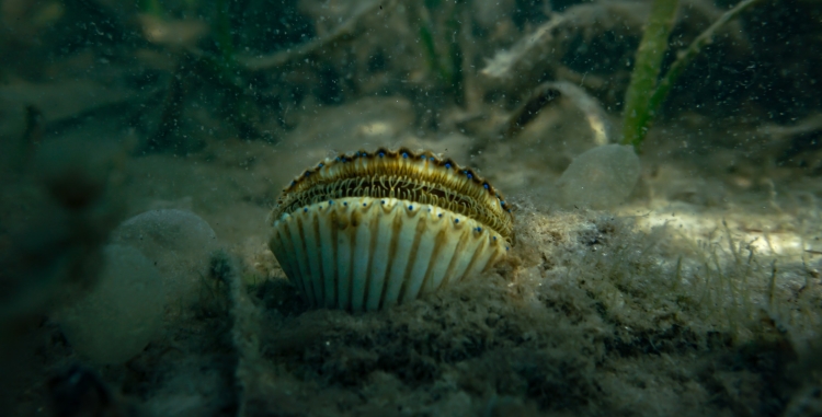 Ready, Set, SCALLOP! Harvest Time in Franklin and Gulf Counties