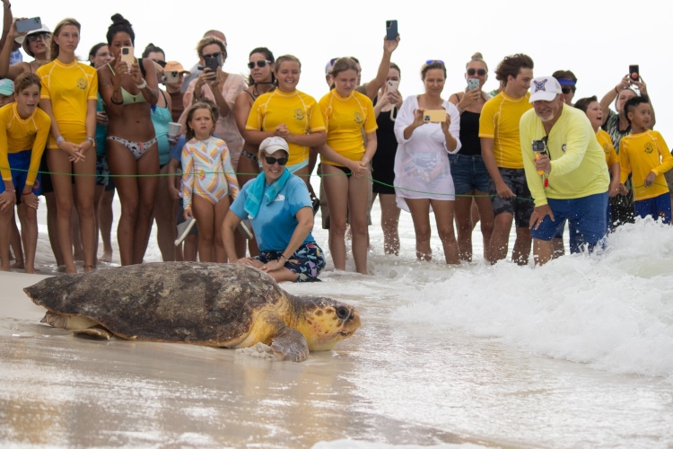 Gulfarium C.A.R.E. Center Releases Three Rehabilitated Sea Turtles in July