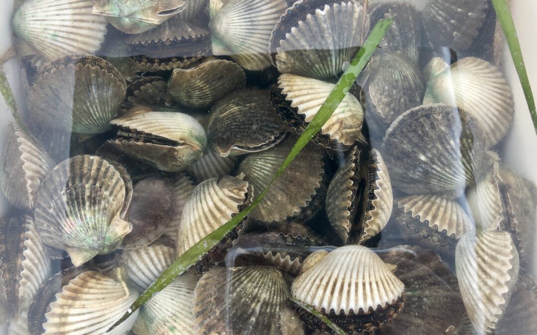 Dive Into Scalloping: Everything You Need to Know for Gulf and Franklin Counties