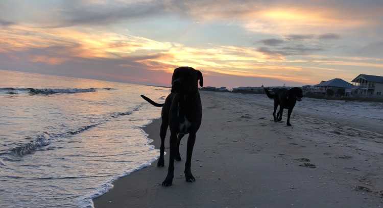 Dogs Welcome on the Forgotten Coast