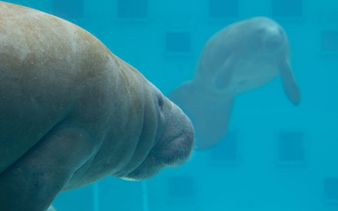 Meet Lil Joe & Inigo: The Gulfarium’s Newest (and Most Adorable) Residents!